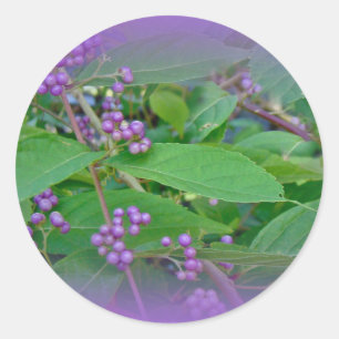 Adesivo Redondo Americano Beautyberry (americana de Callicarpa)