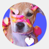 Americano Staffordshire Terrier Boxer Mix Puppy Do