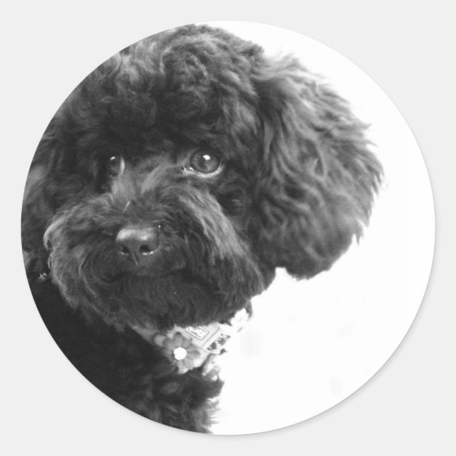 Adesivo Redondo Amigo Adorável (Frente)