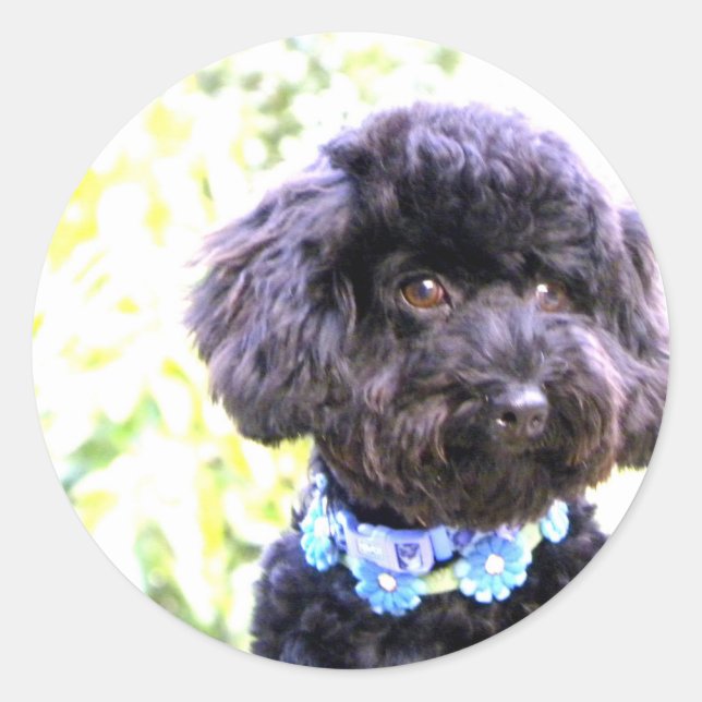 Adesivo Redondo Amigo Loving fiel (Frente)