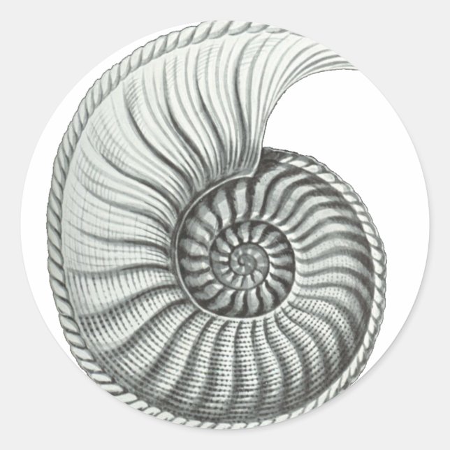Adesivo Redondo Ammonite (Frente)