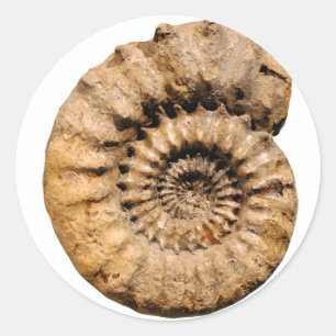 Adesivo Redondo Ammonite Fóssil