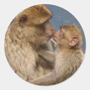 Adesivo Redondo Amor de Macaco