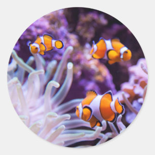 Adesivo Redondo Amphiprion Ocellaris de Ocellaris Clownfish
