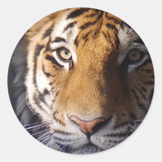 Adesivo Redondo Amur Tiger