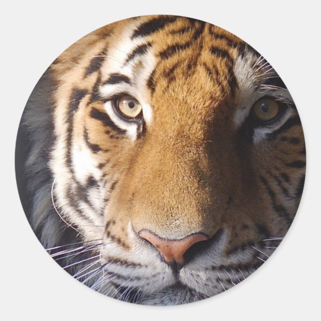 Adesivo Redondo Amur Tiger (Frente)