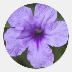 Adesivo Redondo Anã Roxo Petunia Mexicana