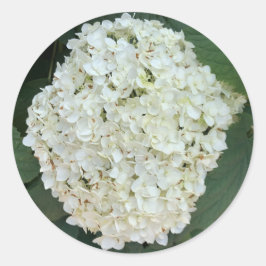 Adesivo Redondo Anabelle hydrangea (Hydrangea arborescens)