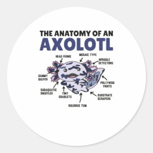 Adesivo Redondo Anatomia de Explicação do Axolotl Mosaico de um 