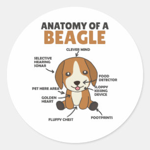 Adesivo Redondo Anatomia De Um Cachorro De Beagle Cute Cachorro