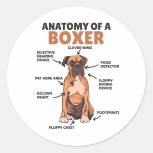 Adesivo Redondo Anatomia De Um Cachorro Doce Boxer