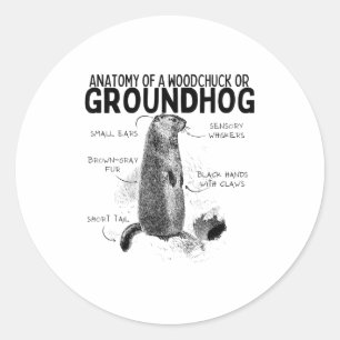 Adesivo Redondo Anatomia de um esquilo ou marmota animal engraçado