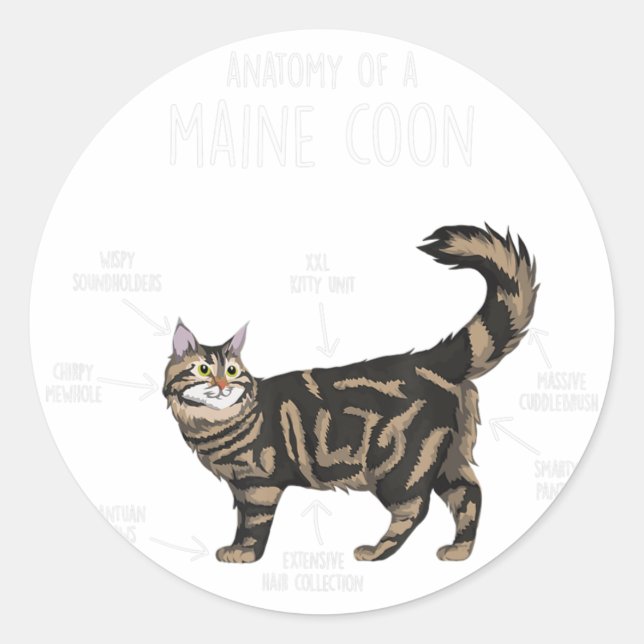 Adesivo Redondo Anatomia de um Gato de Maine Coon (Frente)