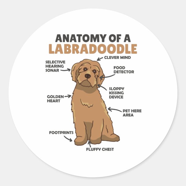 Adesivo Redondo Anatomia De Um Labradoodle Cute Canine Puppy (Frente)