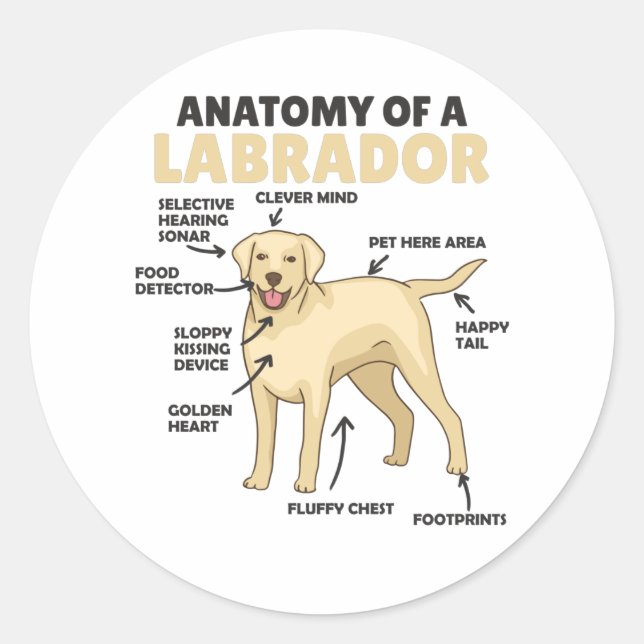 Adesivo Redondo Anatomia De Um Labrador Retriever Cães Doce (Frente)