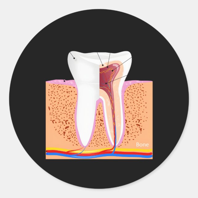 Adesivo Redondo Anatomia dentária Para Ging De Enamel Dente Normal (Frente)