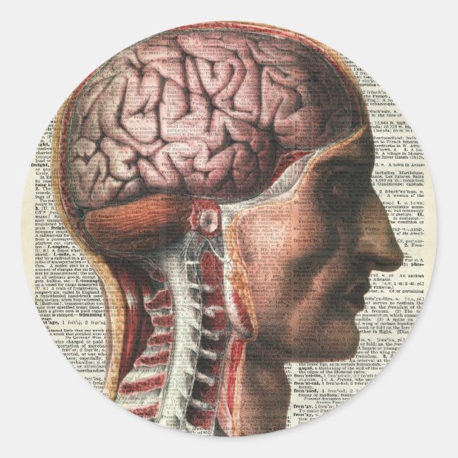 Adesivo Redondo Anatomia do cérebro humano (Frente)