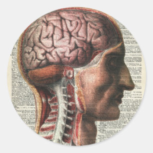 Adesivo Redondo Anatomia do cérebro humano