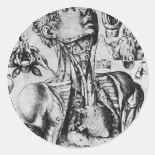 Adesivo Redondo anatomia do sistema respiratório