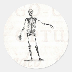Adesivo Redondo Anatomia retro de esqueleto dos esqueletos dos