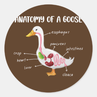 Adesivo Redondo Anatomy Of A Goose Anatomical Doctor Veterinarian