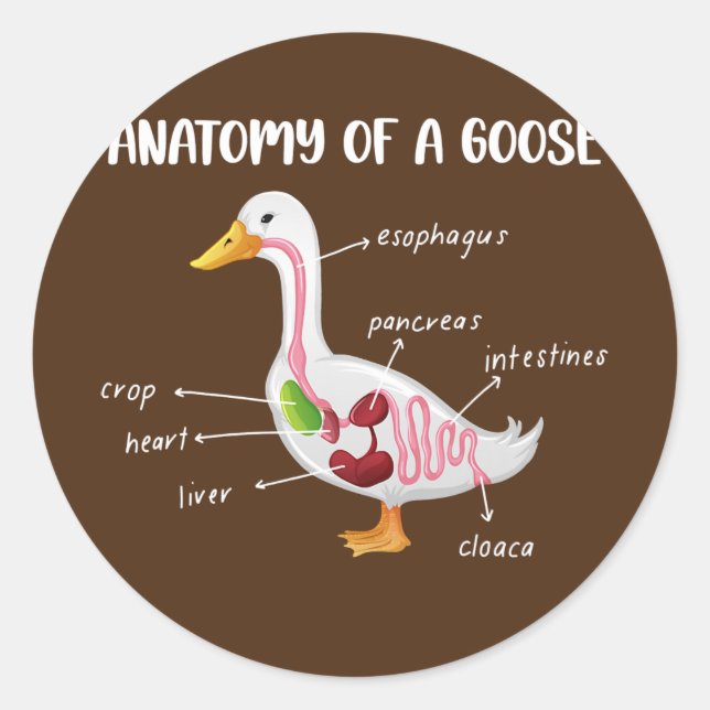 Adesivo Redondo Anatomy Of A Goose Anatomical Doctor Veterinarian (Frente)