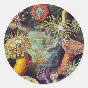 Adesivo Redondo Anêmonas Marinhas Vintage por Ernst Haeckel