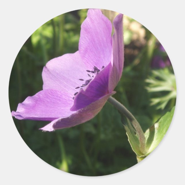 Adesivo Redondo Anemone Stickers (Frente)