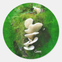 Angel Wing Mushroom - Envelope Stickers