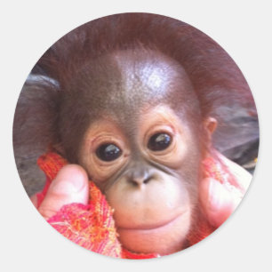 Adesivo Redondo Animais de Corte