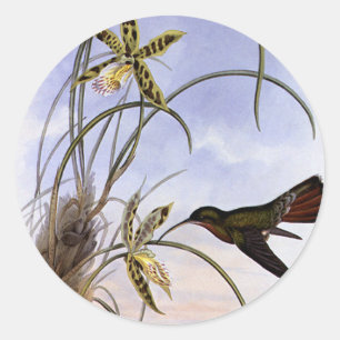 Adesivo Redondo Animais do vintage, flores da orquídea do pássar