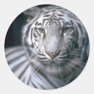 Adesivo Redondo Animais Selvagens 1