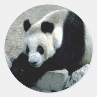 Adesivo Redondo Animais Selvagens 1