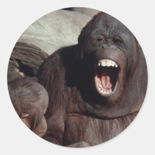 Adesivo Redondo Animais selvagens ajustados - primatas 1