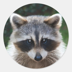 Adesivo Redondo Animais Selvagens Selvagens de Casca de Raccoon