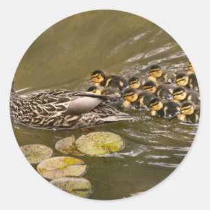 Adesivo Redondo Animal - Patos - Nadar como um pato