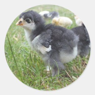 Adesivo Redondo animal, pintinho, frango, fazenda, fofo, pássaro,
