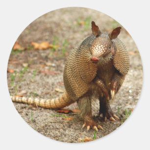 Adesivo Redondo Animal selvagem do tatu