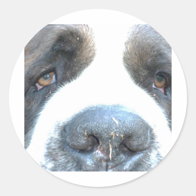 Adesivo Redondo Animales (Frente)