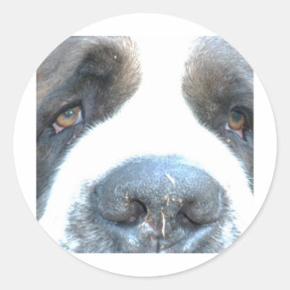 Adesivo Redondo Animales