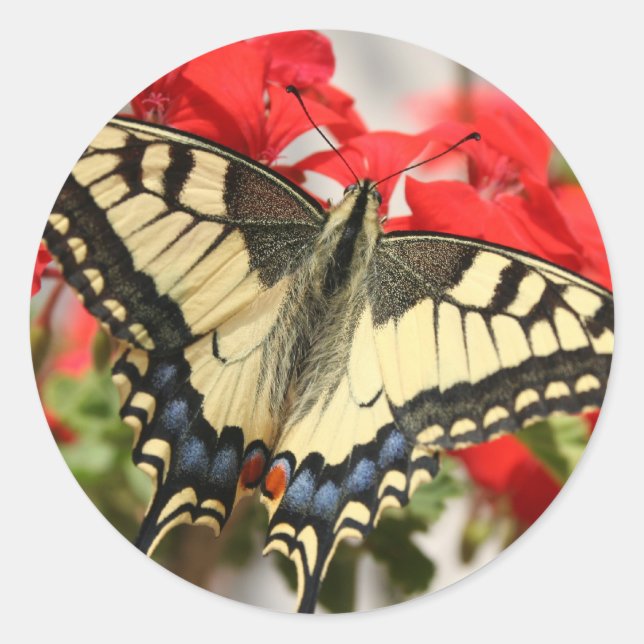 Adesivo Redondo Anise Swallowtail Sticker (Frente)