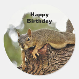 Adesivo Redondo Aniversário do Esquilo de Reclinação de Árvore
