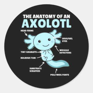Adesivo Redondo Anotação Axolotl Anatomia De Um Axolotl
