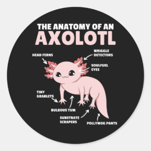 Adesivo Redondo Anotação Axolotl Anatomia De Um Axolotl