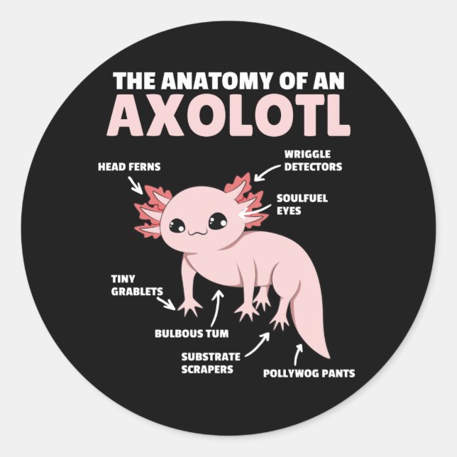 Adesivo Redondo Anotação Axolotl Anatomia De Um Axolotl (Frente)
