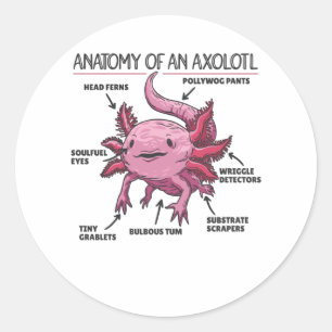 Adesivo Redondo Anotação Axolotl Anatomia De Um Axolotl