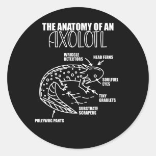 Adesivo Redondo Anotação Axolotl Anatomia De Um Axolotl