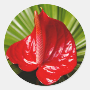 Adesivo Redondo Anthirium