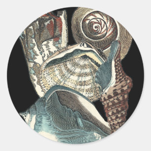 Adesivo Redondo Anthologia Seashell
