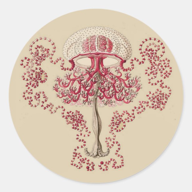 Adesivo Redondo Anthomedusea de Ernst Haeckel (Frente)